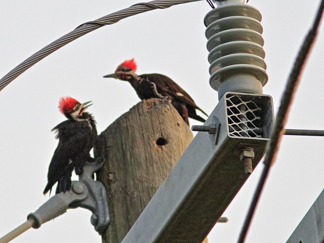 Pileated Woodpecker males 02-20180707