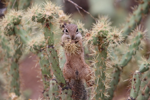 29/365/3681 (July 10, 2018) - Harris's Antelope Squirrels - Desert Botanical Gardens (Phoenix, Arizona - July 10th and 11th, 2018)