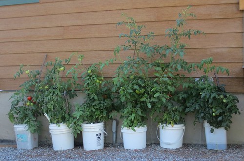 Tomato Container Gardening