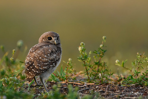 sanibel2018 burrowingowls capecoral owl chick owlette green bird avian wildlife nature nikon d850 ngc