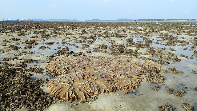 Living reefs of Terumbu Bemban, Jul 2018
