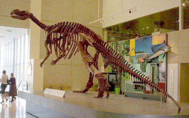 Skeleton of Muttaburrasaurus at Queensland Museum in South Brisbane. Photo taken on September 8, 2005.