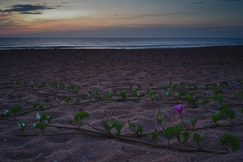 sunrise ocean beach vine