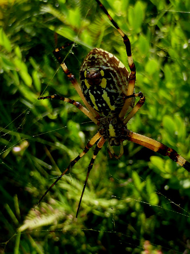 blackandyellowargiope blackwaterriverstateforest spider