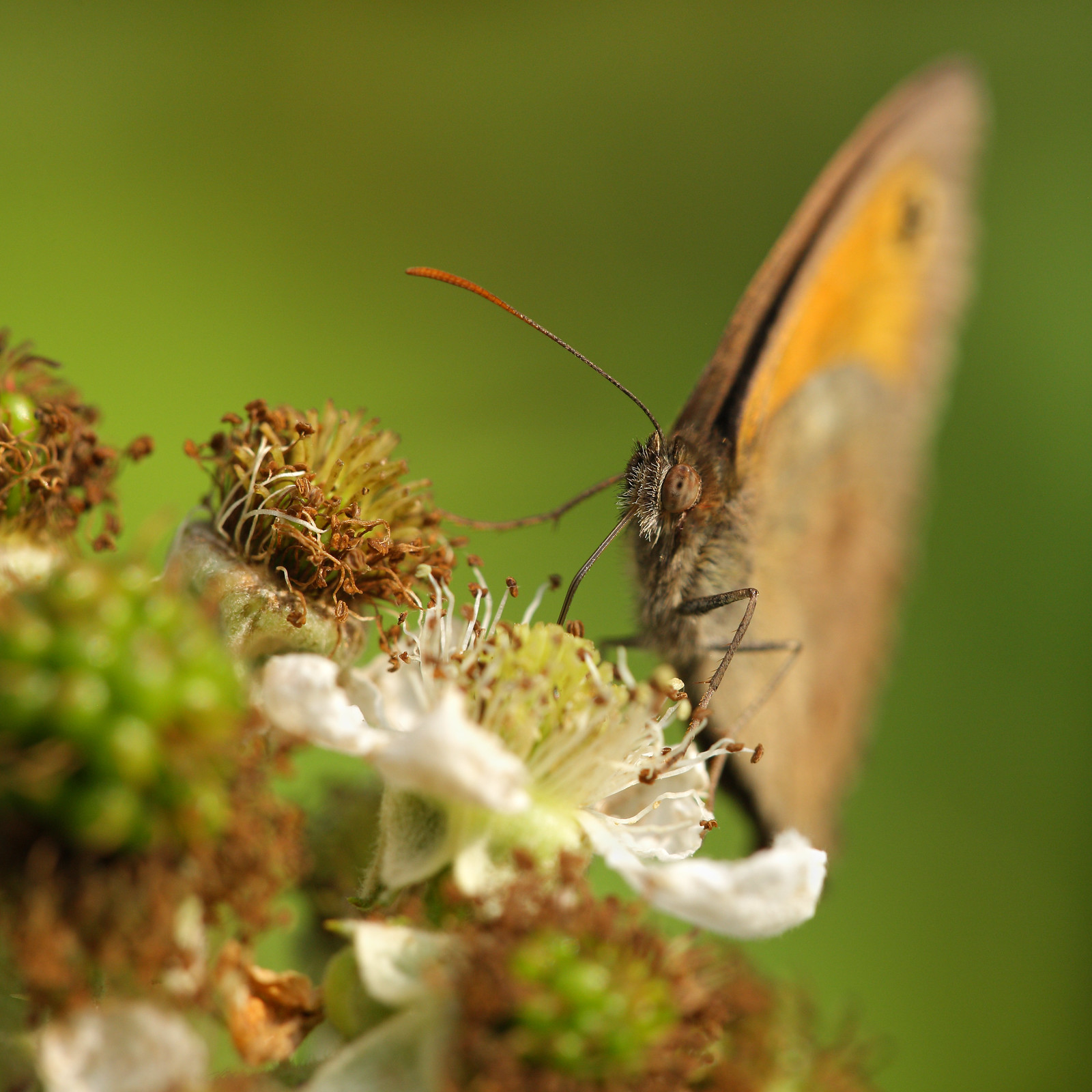 Meadow Brown Close-up
