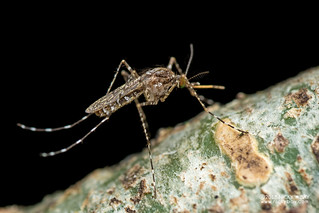 Mosquito (Culicomorpha) - DSC_6078