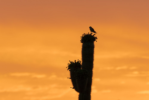 americankestrel bird perching cactus saguaro sunrise vaquerotrail brownsranch mcdowellsonoranpreserve scottsdale arizona desert sonorandesert