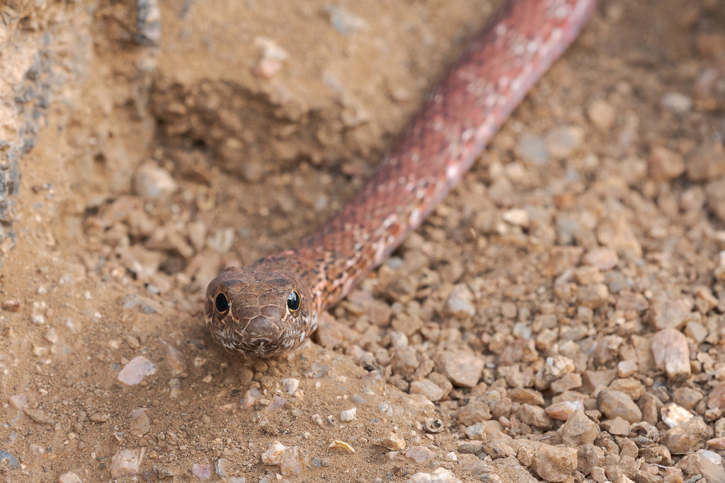 The face of a red racer variety of coachwhip