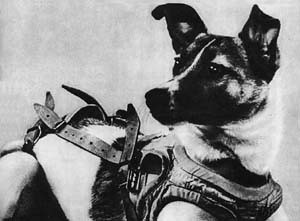 Laika_(Soviet_dog)