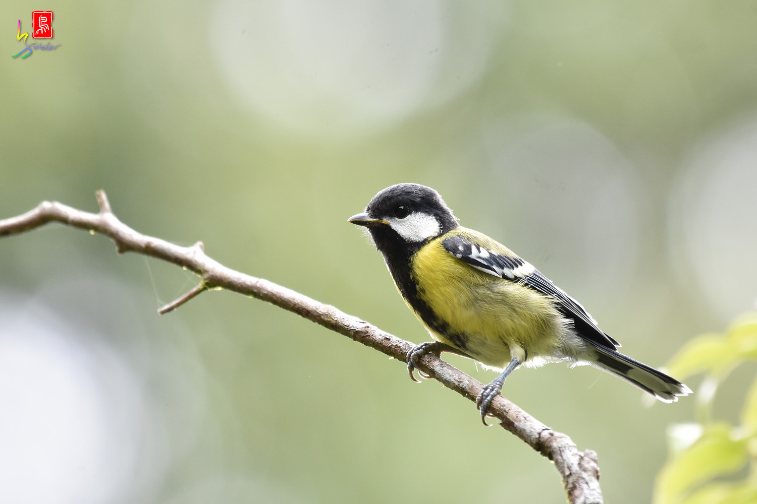 Green-backed_Tit_8900
