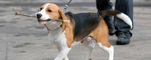 beagle-gam-cay