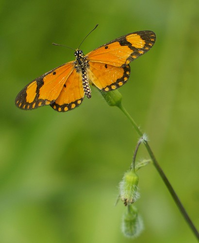 dancingacraea acraeaserena nymphalidae butterfly insect fauna bayelsastate nigeria nigerdelta westafrica koroama koroamaforest