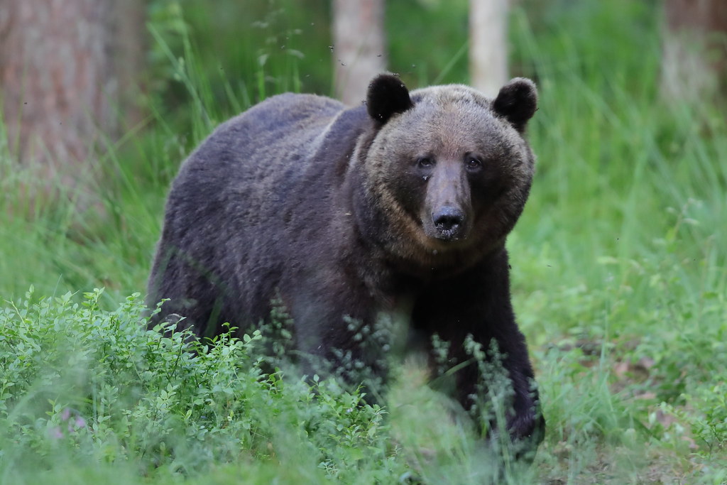 Brown Bear  Estonia