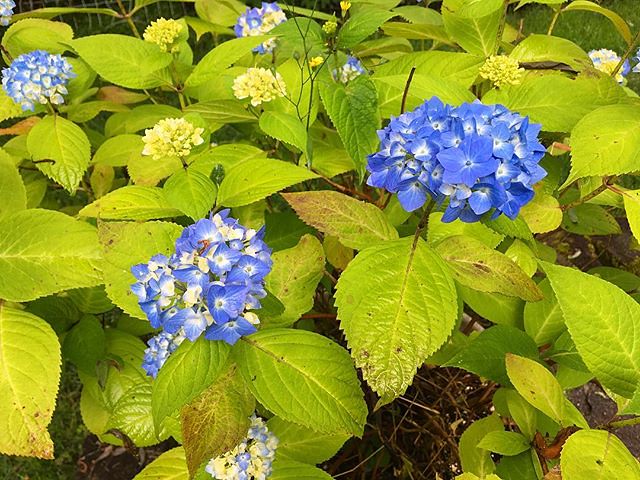 Our “Endless Summer” hydrangea is beginning to bloom. 💙💙💙