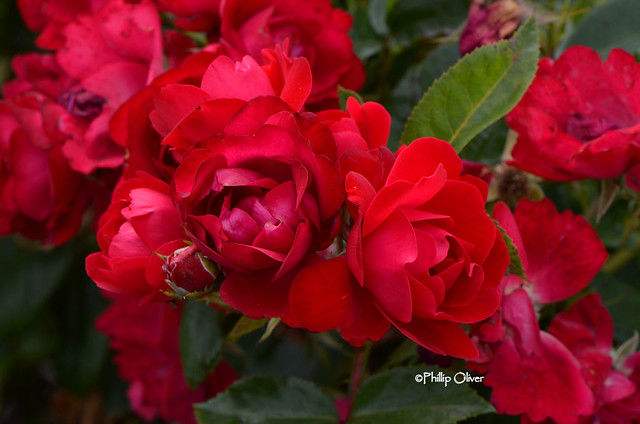 rose-kardinal-colorscape