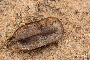 Seedpod beetle (Endustomus sp.) - DSC_2147