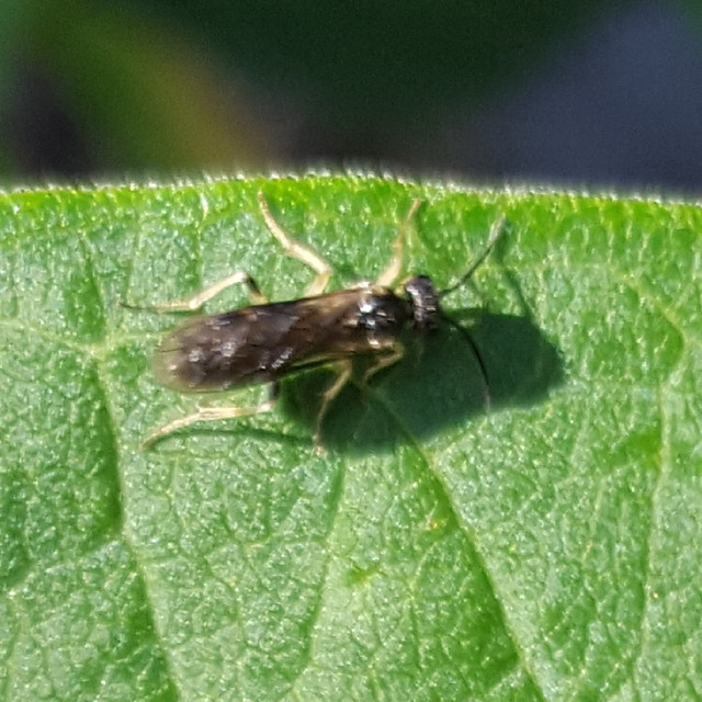 NOID wasp - Pemphredoninae? Aphid Wasp? - on Asclepias syriaca, milkweed, in my garden, June 2018.