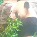 Giant Panda at the Beijing Zoo