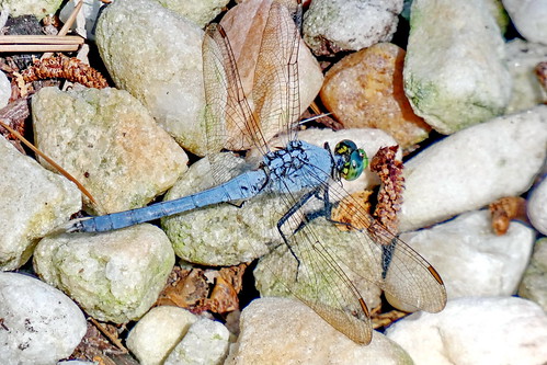 bluedasher pachydiplaxlongipennis dragonfly skimmer fairfieldharbour northcarolina panasonic fz80 macro closeup