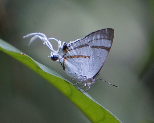 hypolycaenaspec lycaenidae butterfly insect fauna bayelsastate nigeria nigerdelta westafrica koroama koroamaforest