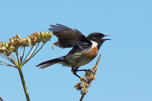 cornwall stonechat saxicolatorquatus bird godrevy wild wildlife nature singing