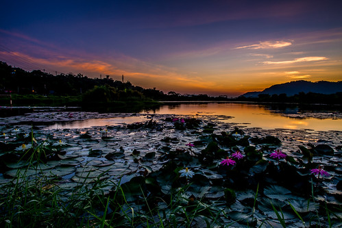 大嵙崁生態公園 荷花 晨曦 日出 d850 1424mm 天空 風景 自然 水塘 倒影 sunrise lotus