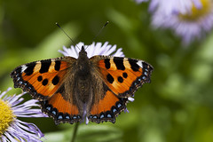 Papillon - Photo of Marolles-sous-Lignières