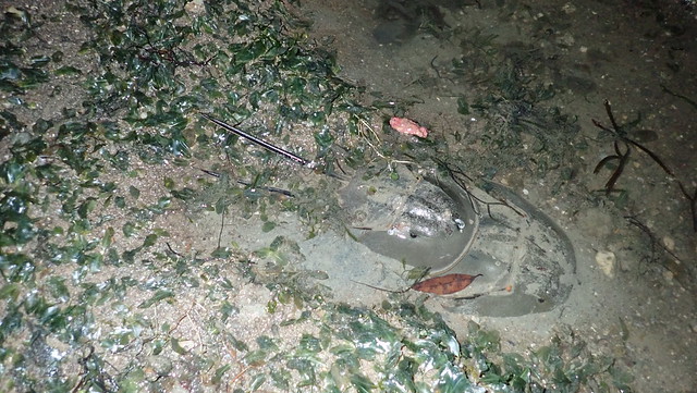 Mangrove horseshoe crab (Carcinoscorpius rotundicauda)