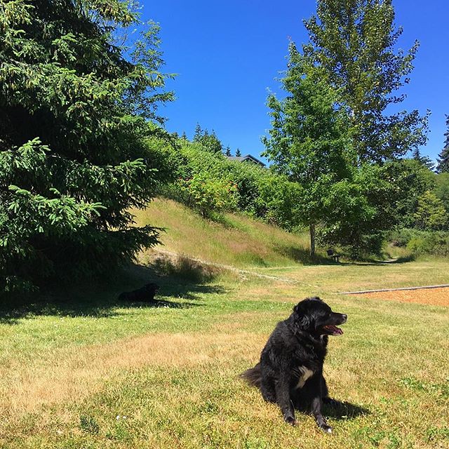 Maggie dog keeps cool in the shade; Bear Cub is our lookout. 🌲