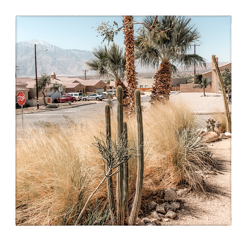 california deserthotsprings thelastresort cactus palmtrees