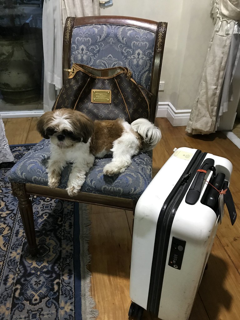 Stella and my luggage