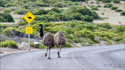 Emu Crossing
