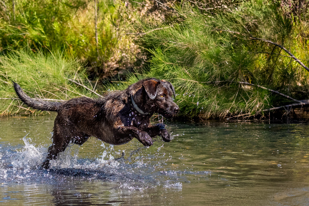 Wally Enjoying The River