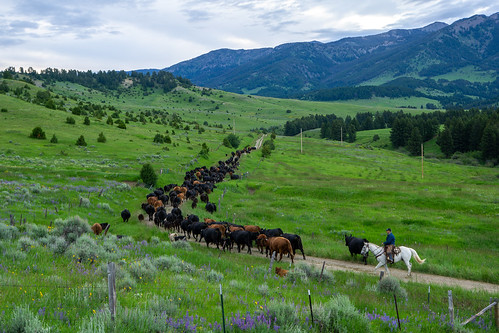 ranch montana mountains cows cowboy horse