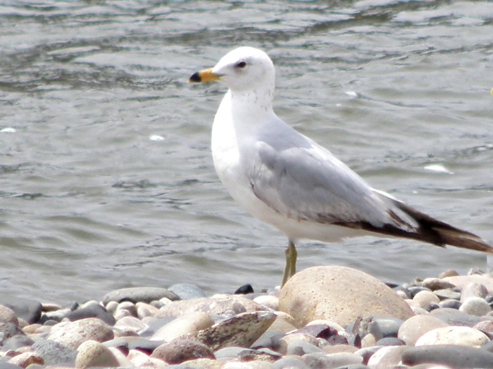 P6086358...california gull