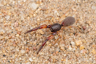 Palp-footed spider (cf. Palpimanus sp.) - DSC_4758