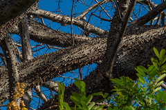 Thorny tree trunk. Kapok tree (Ceiba pentrandra)