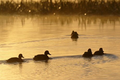 ballarat victoria australia lakewendouree winter lake dawn sunrise ducks blackduck anassuperciliosa ripples