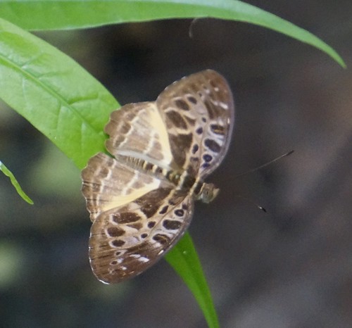 catunacrithea commonpathfinder nymphalidae butterfly insect fauna bayelsastate nigeria nigerdelta westafrica koroama koroamaforest