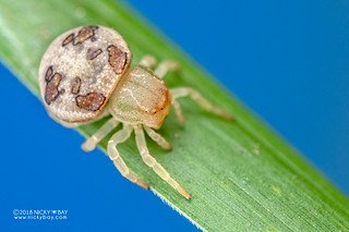 Crab spider (Thomisops pupa) - DSC_3972