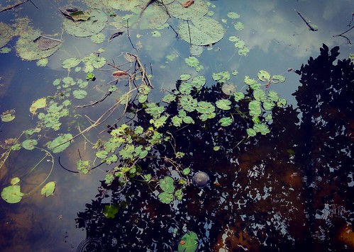 water waterdrops watersplash rainyseason afterraining randomcapture leaf lakeside lake amateurclick amateurphotography amateur amazing dhaka bangladesh beauty beautifulnature reflection sky tree shades shadow light mobilephotography morning mobileclick naturelover naturephotography nature soil green flickraddicts flickrs flickr