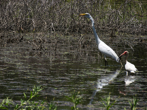 audubon birds nature wildlife egret ibis