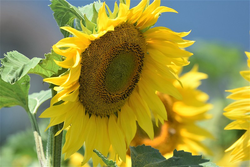 Sunflowers 30.06 (13)