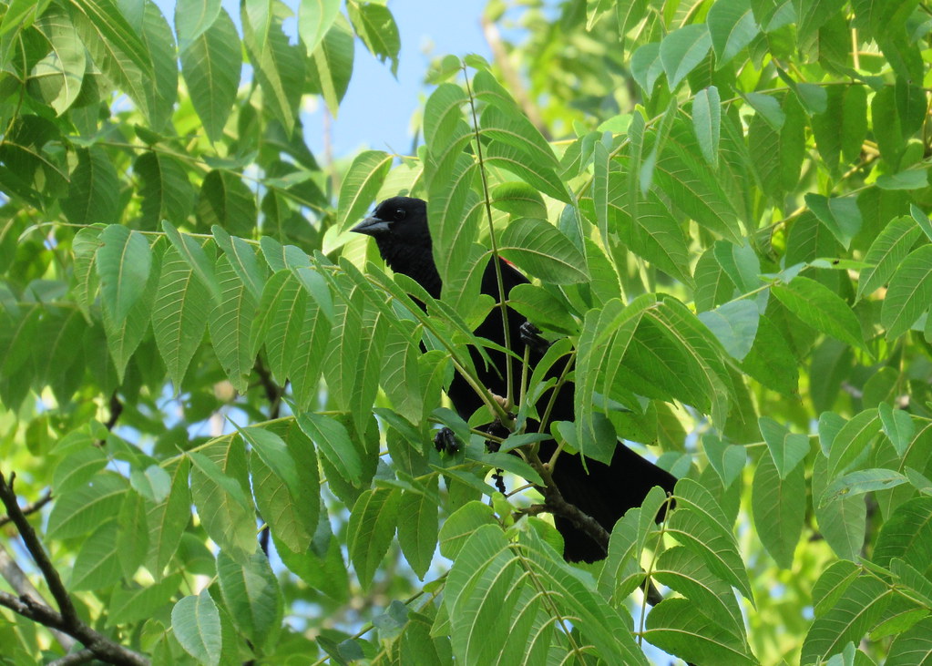 Red-winged Blackbird is always watching