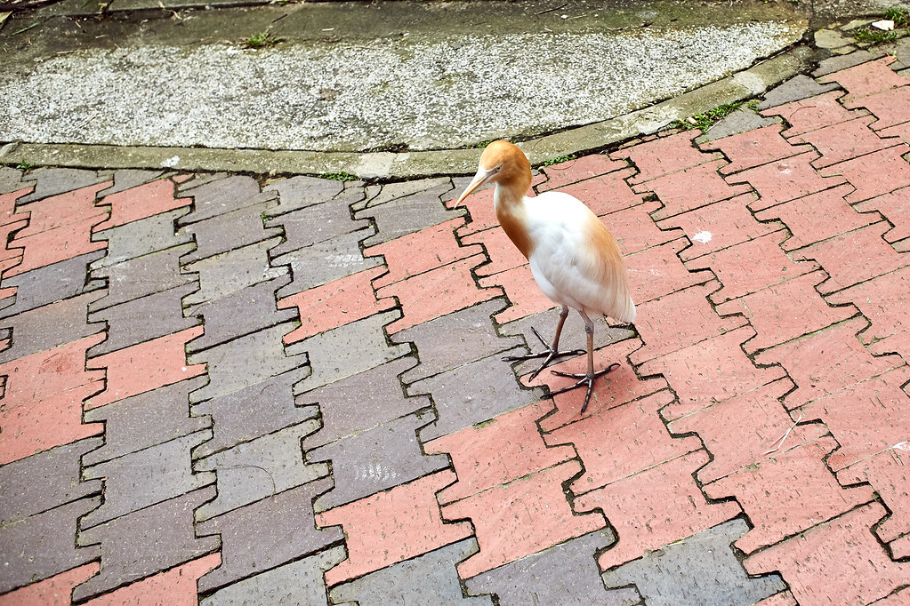 На перекладных по Азии. Куала-Лумпур и парк птиц