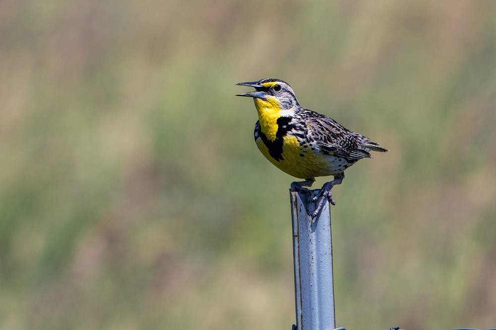 ND: Western Meadowlark Singing Its Heart Out