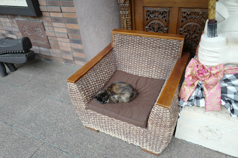 HOTEL SPA ANDA RESORT伊豆高原本館エントランス前の猫 ウリちゃん