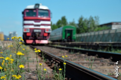season summer railway railfan trainspotting railtrack flower flora station locomotive mongolia monrailpic m62m darkhan ngc nikon nikondf 24120mm