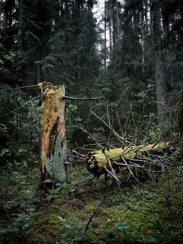 forest tree green dark nature fallen karula estonia spruce stump