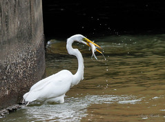Great Egret doing a little fishing